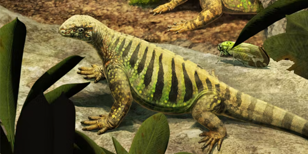 Turtles finally have a place in the tree of life